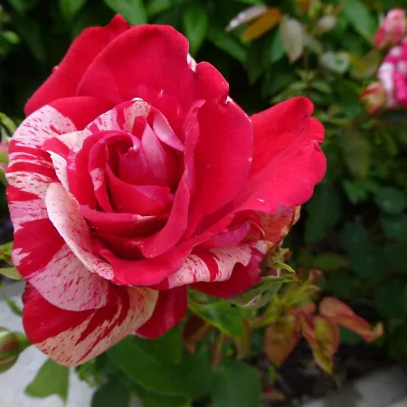 Ostsee Ferienapartments Apartment