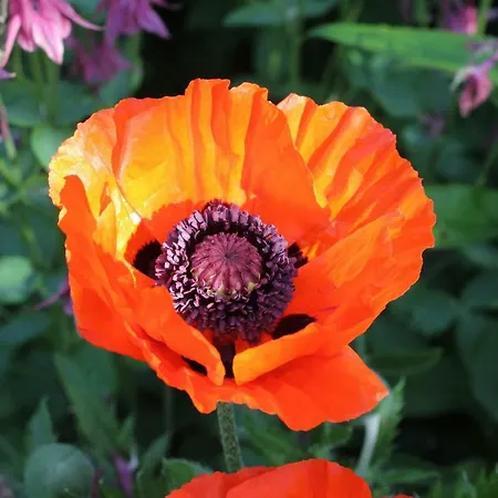 Ostsee Ferienapartments アパート *