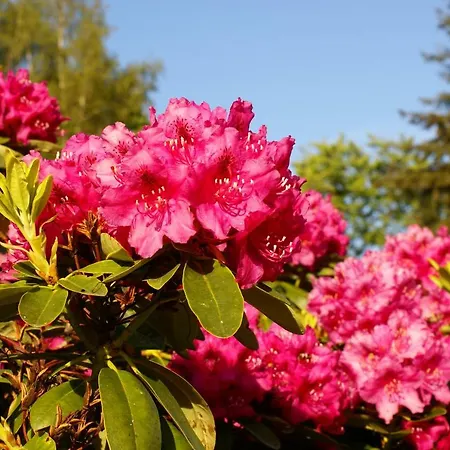 Ostsee Ferienapartments *