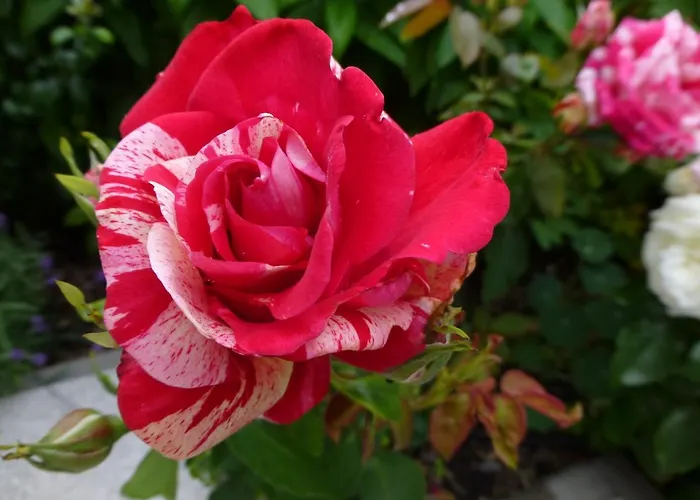 Ostsee Ferienapartments 公寓