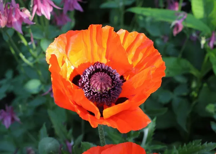 Ostsee Ferienapartments Lägenhet *